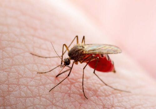 Warnings of rising cases of dengue fever in European countries
